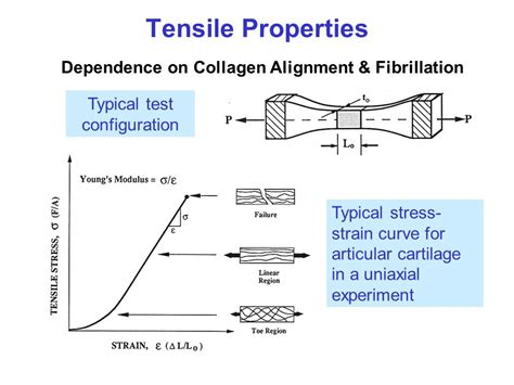 compression test cartilage|stress strain curve cartilage.